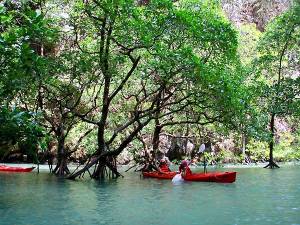 Pemanfaatan Hutan Mangrove sebagai Pencegah Tsunami dan 